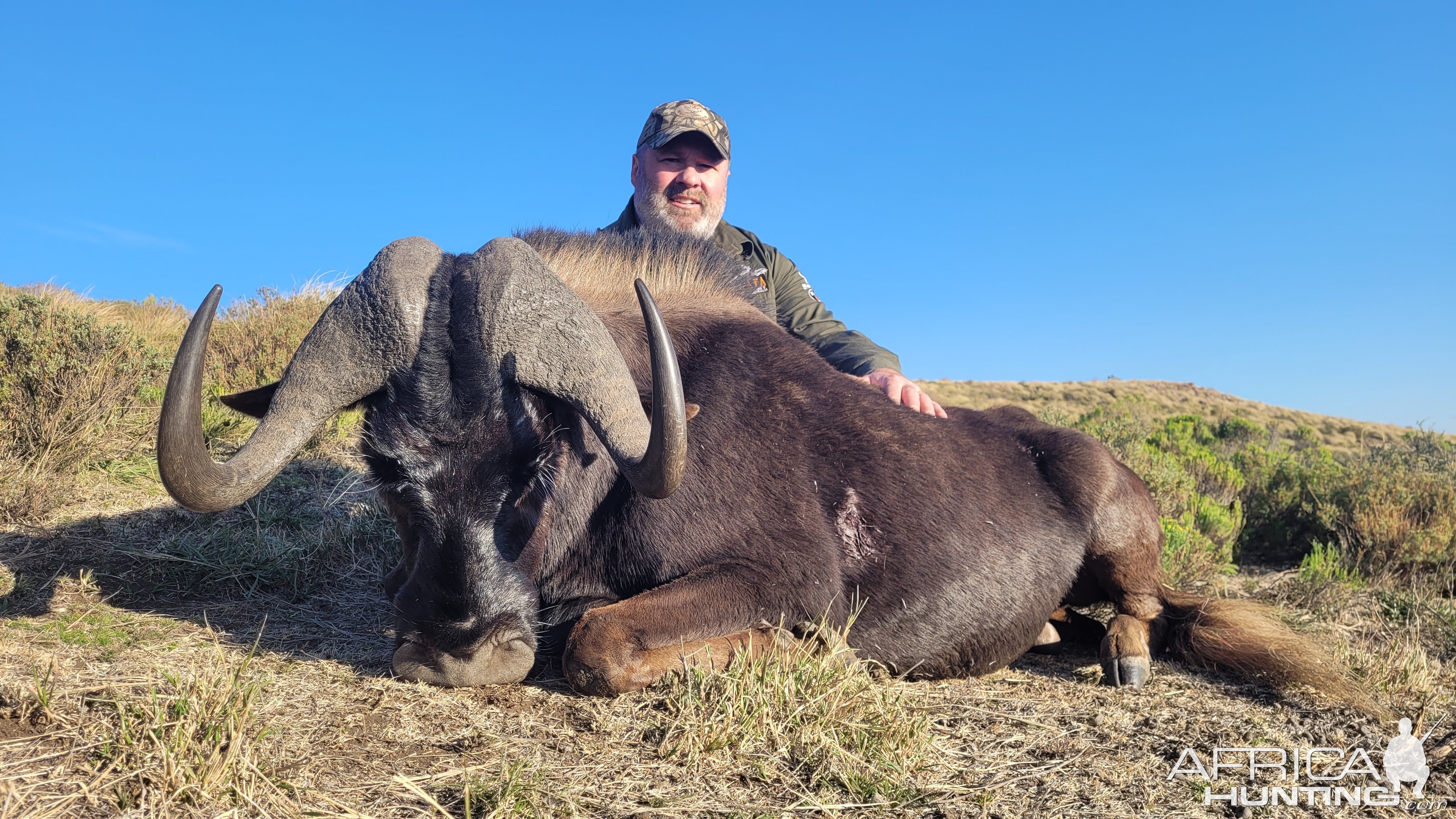 Black Wildebeest Hunt Eastern Cape South Africa