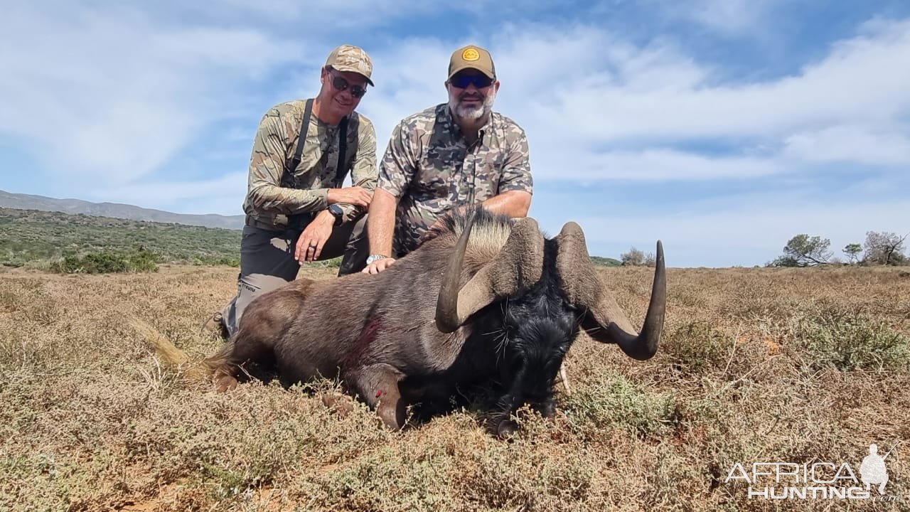 Black Wildebeest Hunt Eastern Cape South Africa