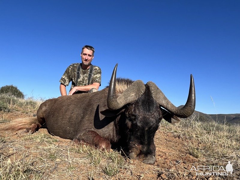 Black Wildebeest Hunt Karoo South Africa