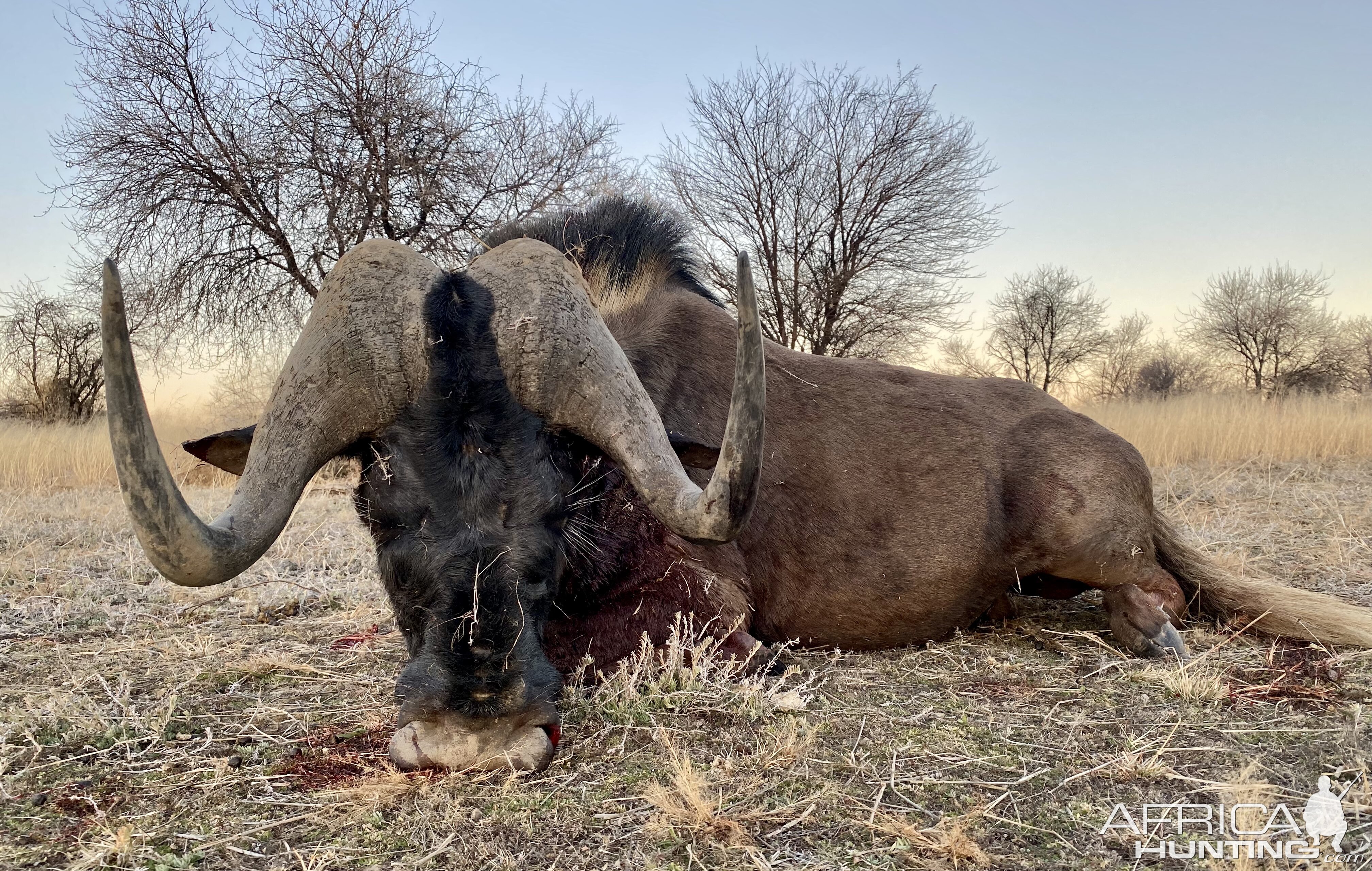 Black Wildebeest Hunt Namibia