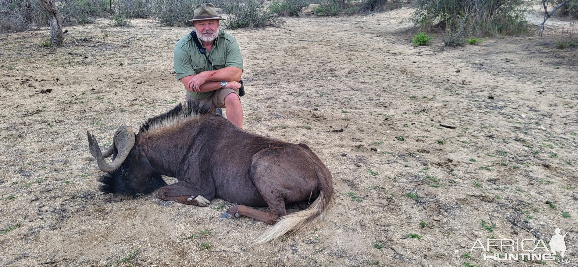 Black Wildebeest Hunt Namibia