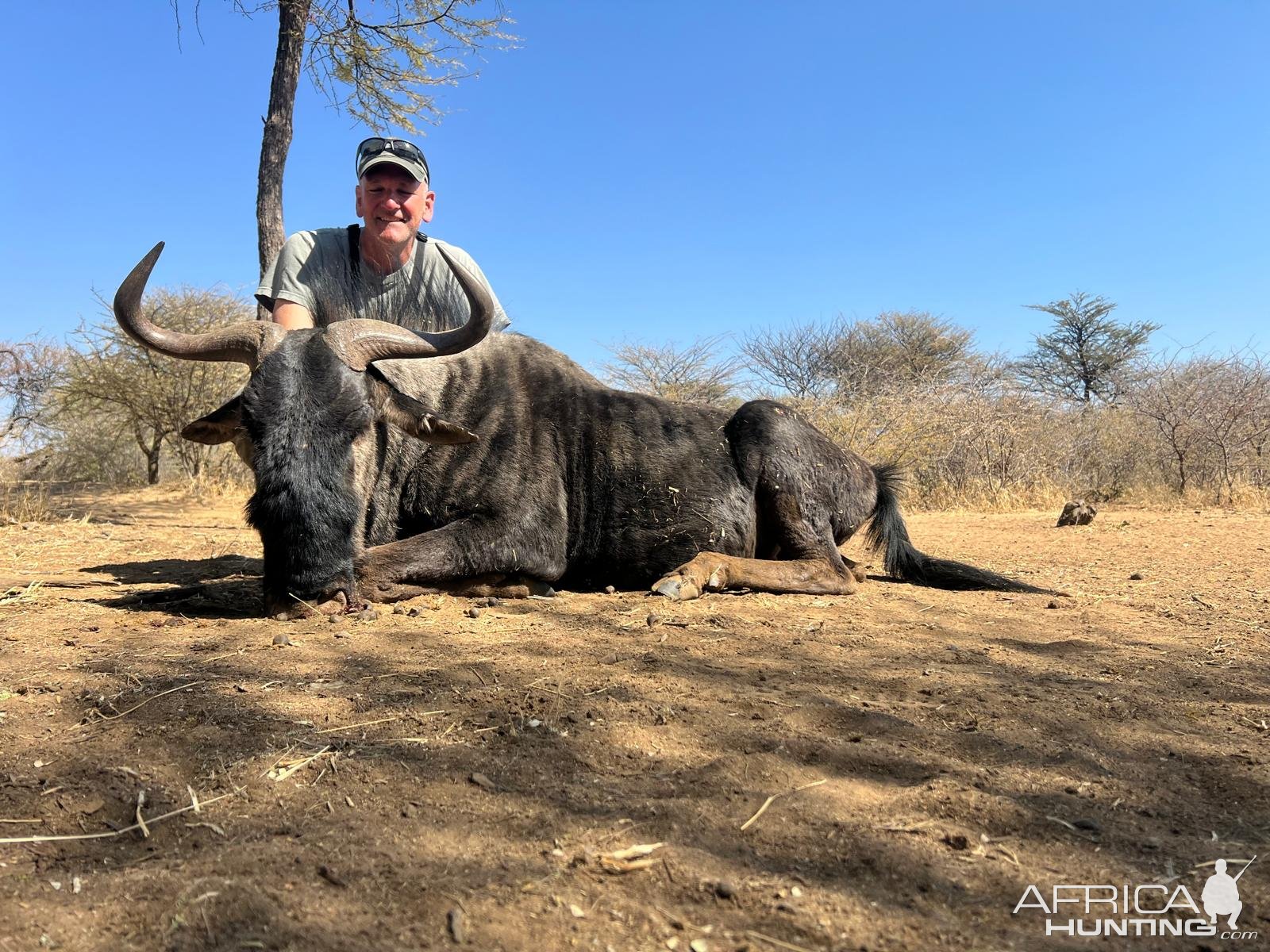 Black Wildebeest Hunt Namibia