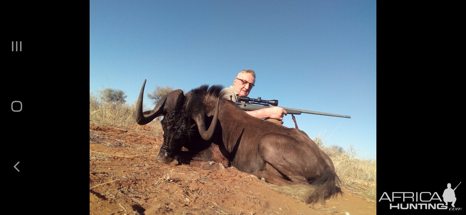 Black Wildebeest Hunt Namibia