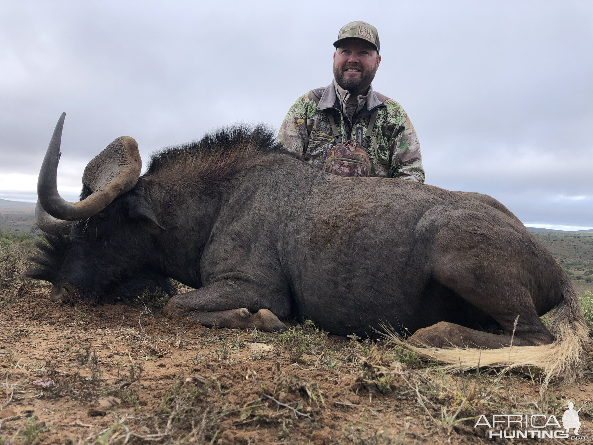 Black Wildebeest Hunt South Africa