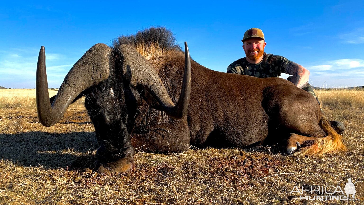 Black Wildebeest Hunt South Africa