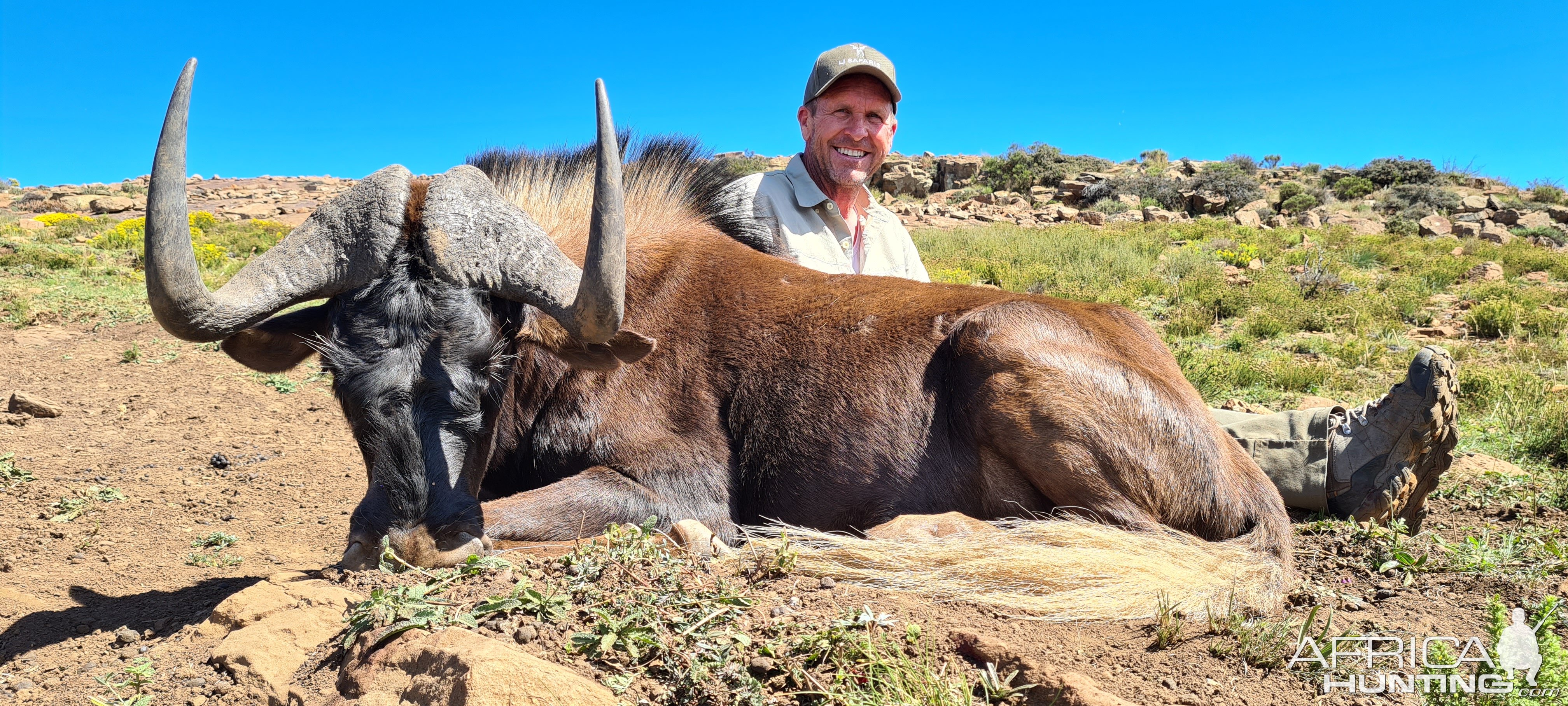 Black Wildebeest Hunt South Africa