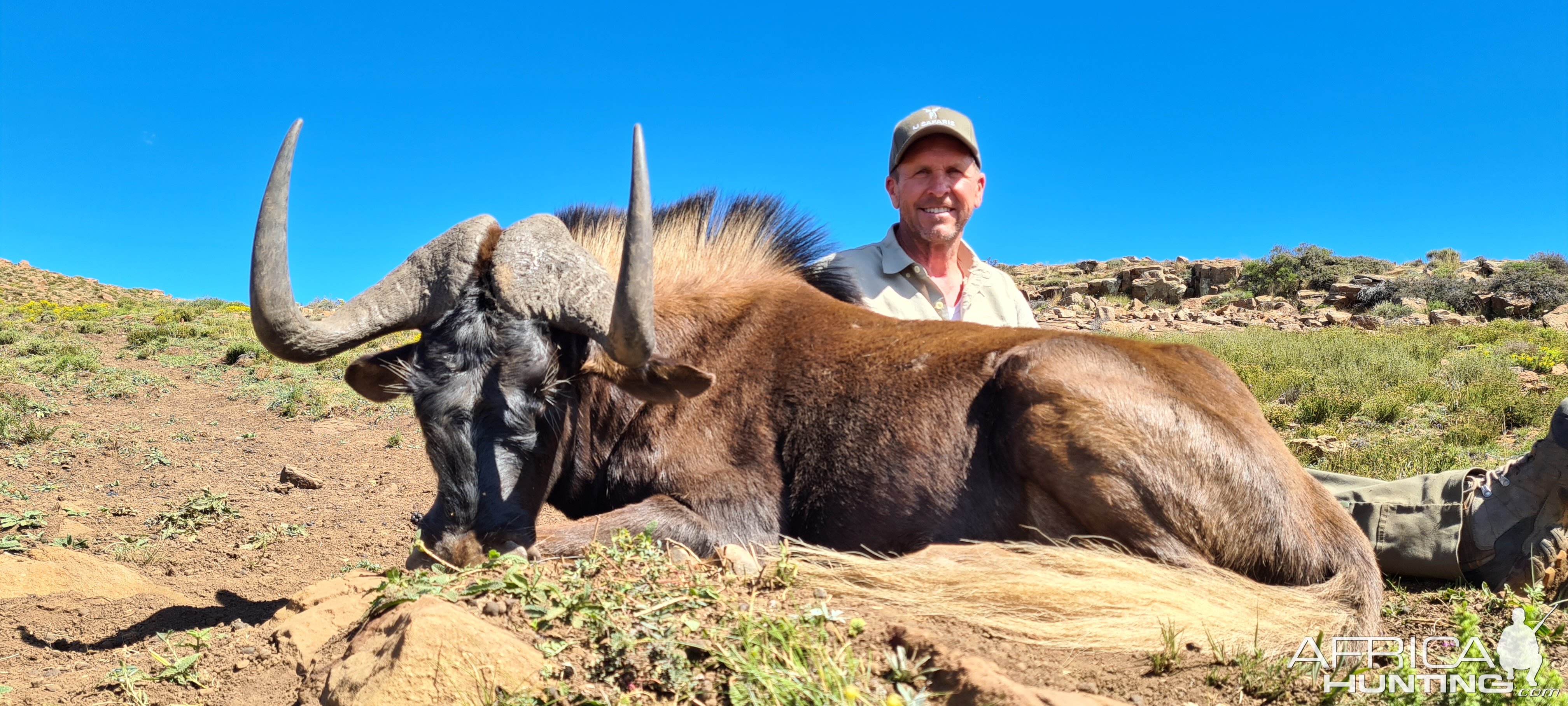 Black Wildebeest Hunt South Africa