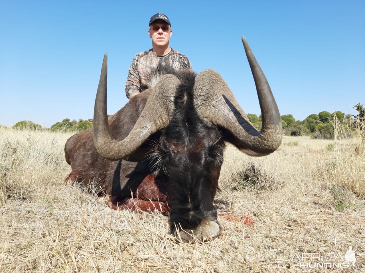 Black Wildebeest Hunt South Africa