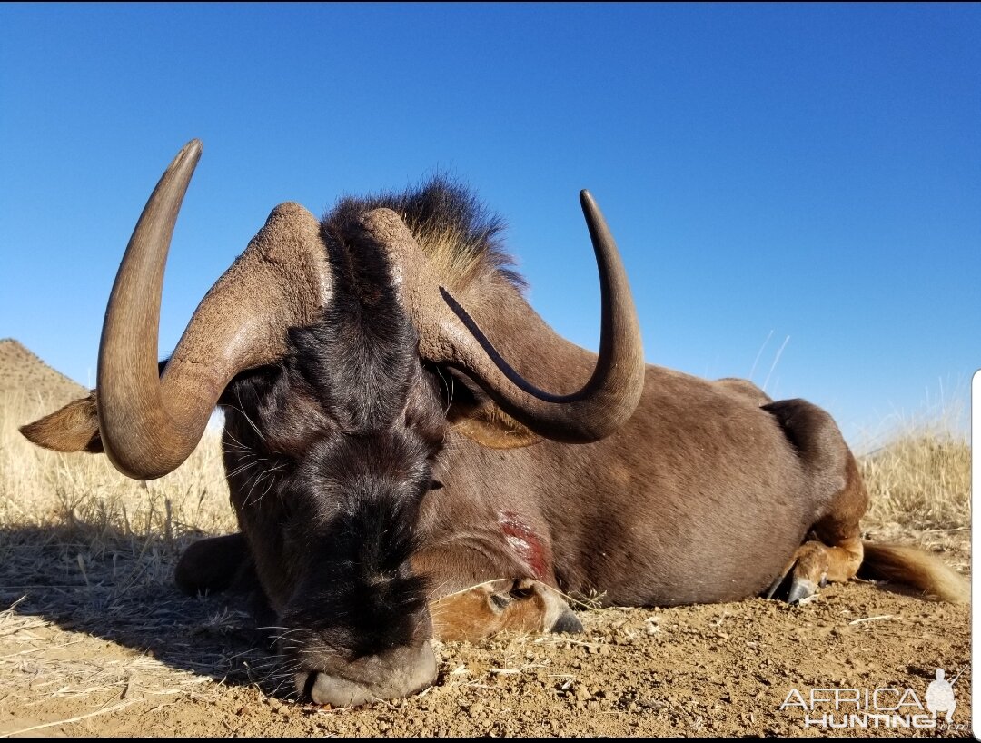 Black Wildebeest Hunt South Africa