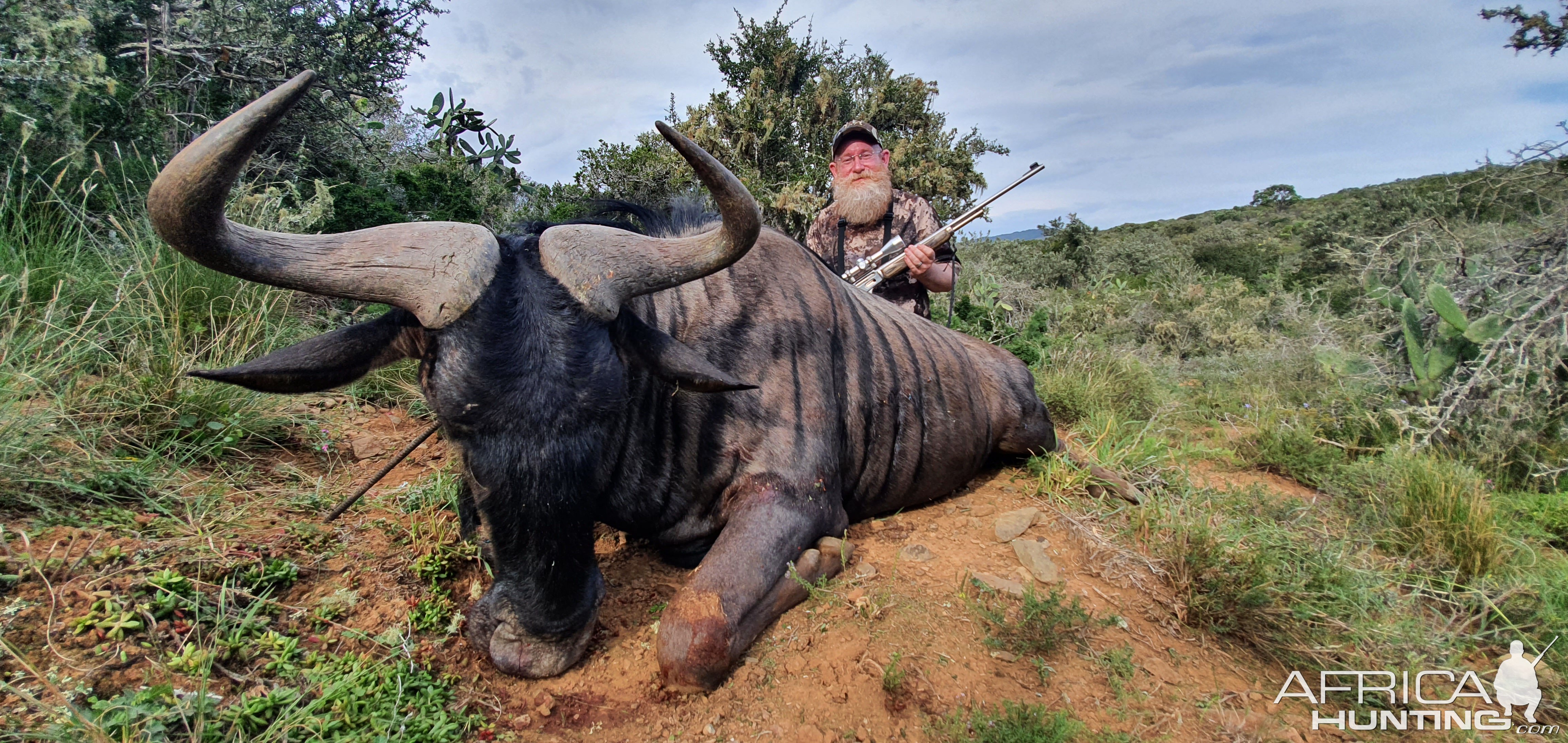 Black Wildebeest Hunt South Africa