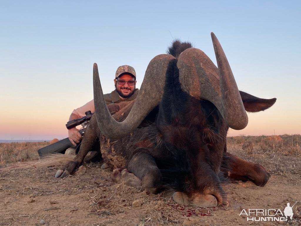 Black Wildebeest Hunt South Africa