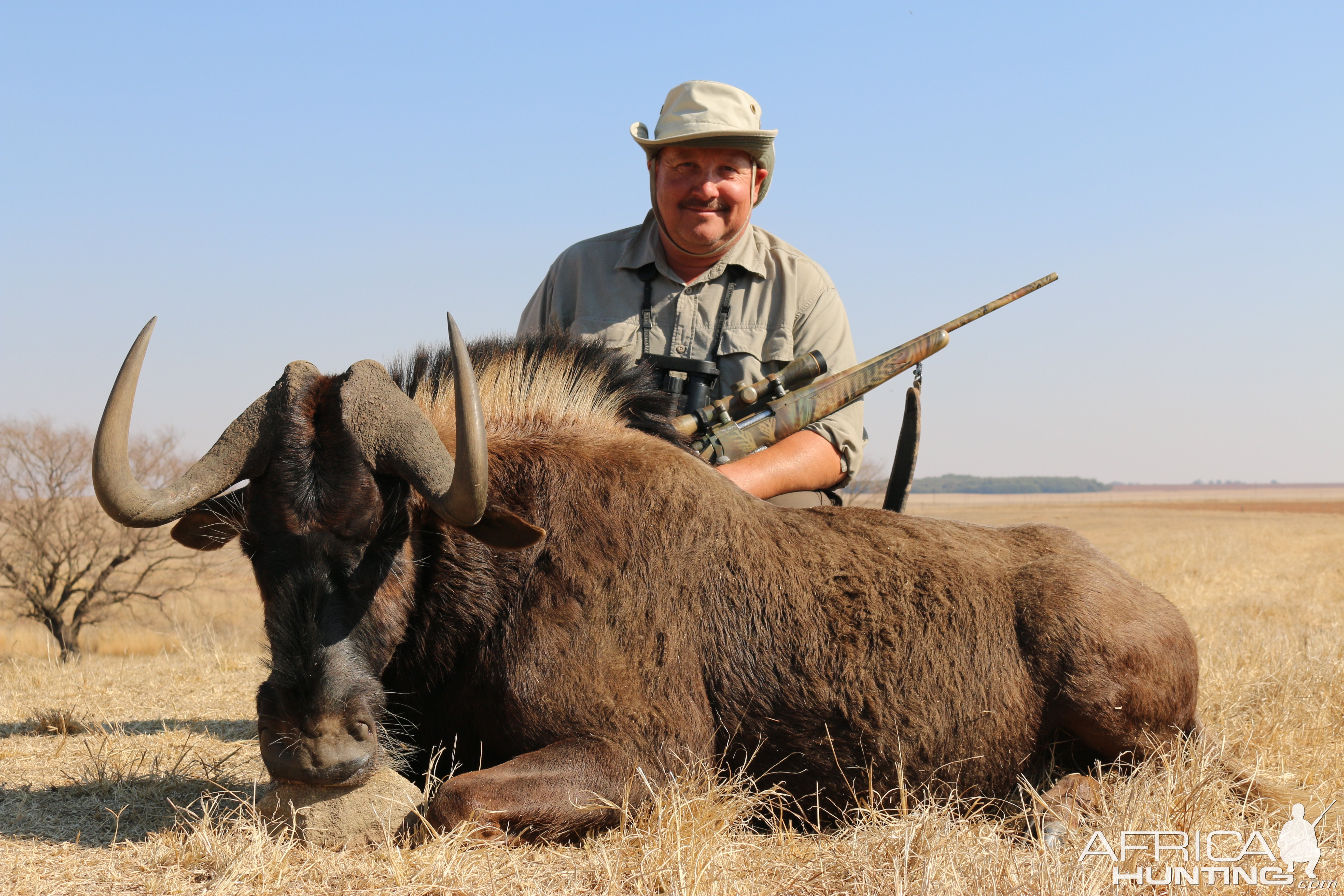 Black Wildebeest Hunt South Africa