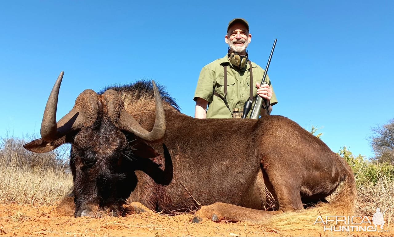 Black Wildebeest Hunt South Africa