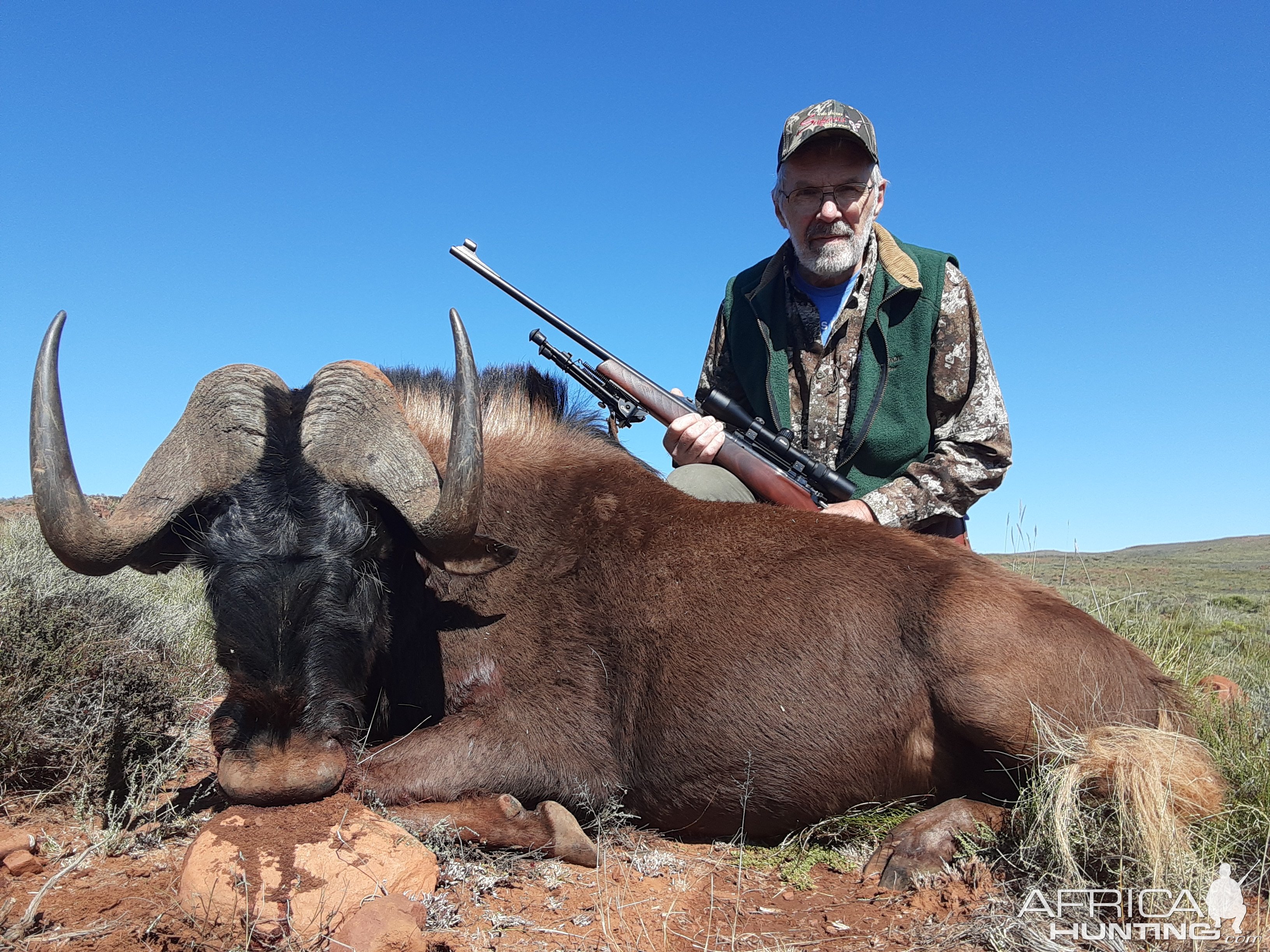 Black Wildebeest Hunt South Africa