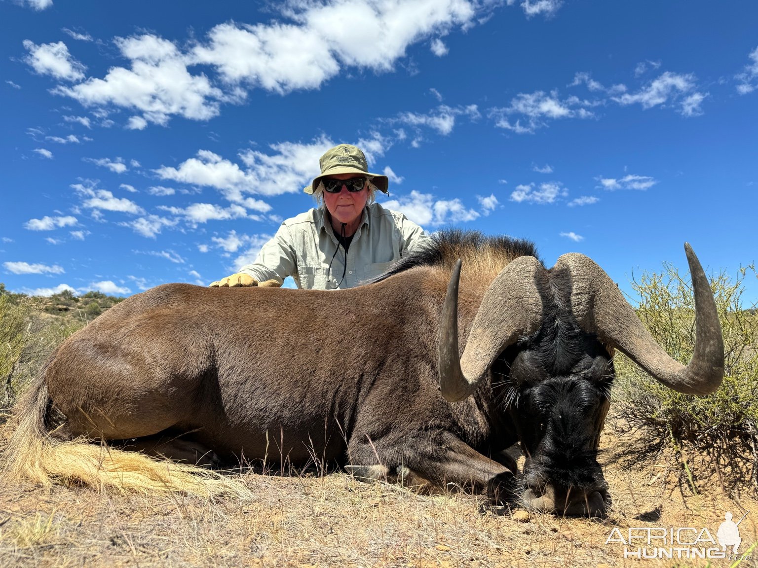 Black Wildebeest Hunt South Africa