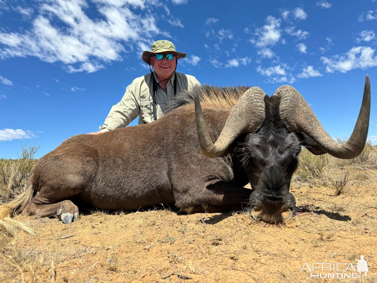 Black Wildebeest Hunt South Africa