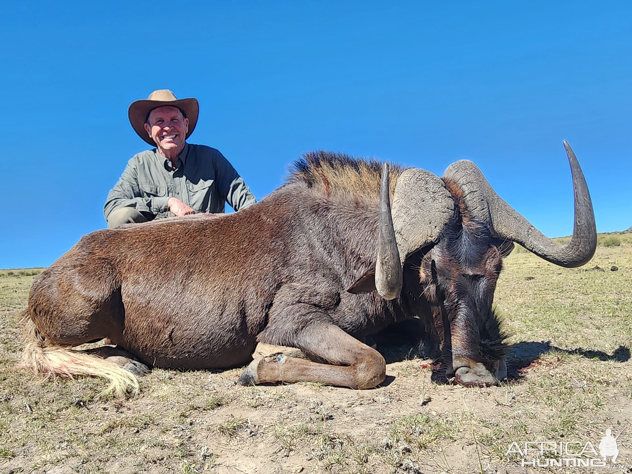 Black Wildebeest Hunt South Africa