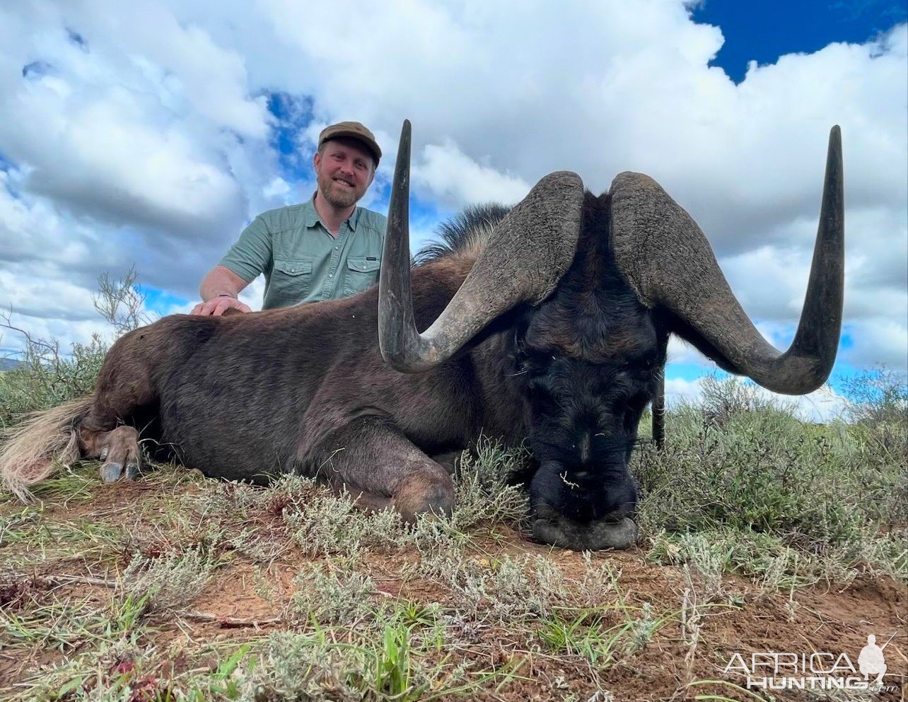 Black Wildebeest Hunt South Africa