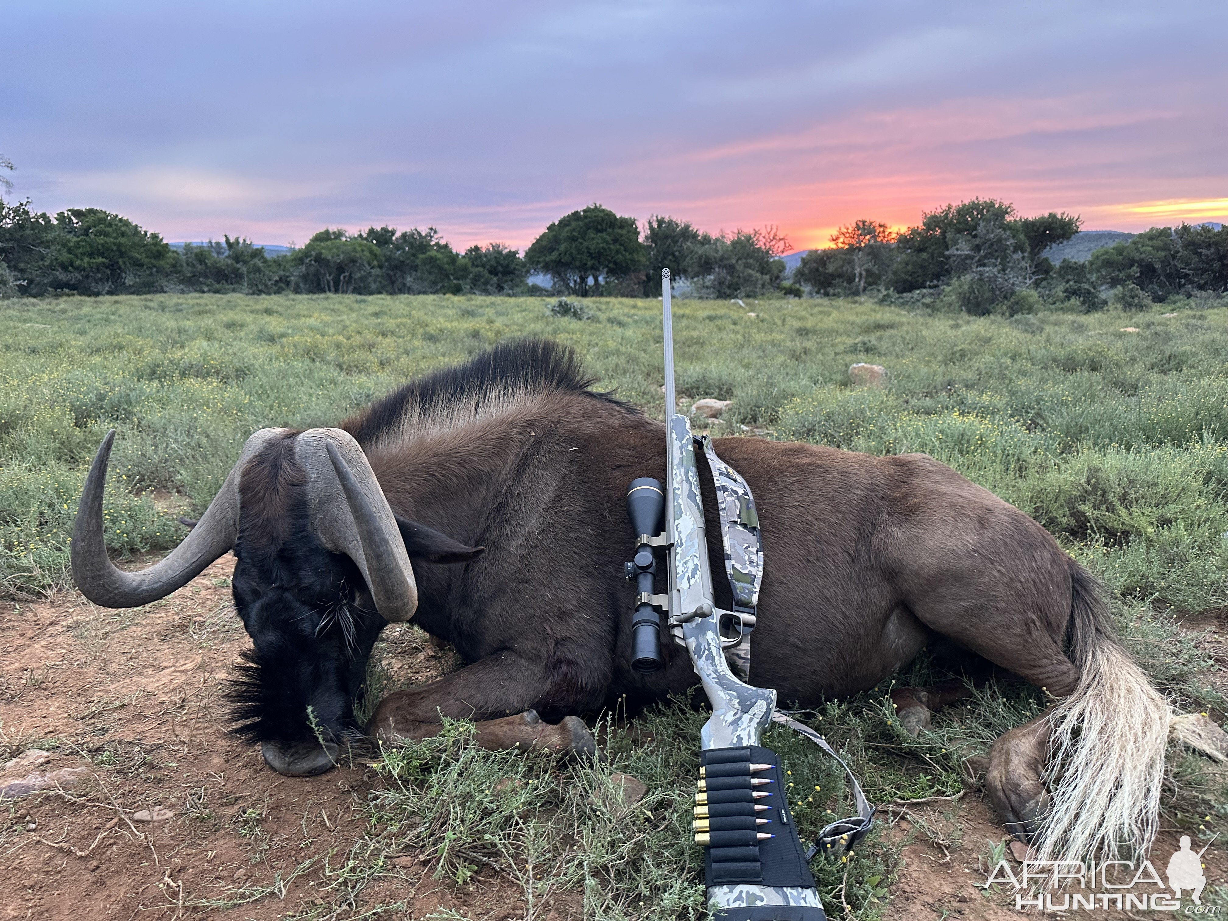 Black Wildebeest Hunt South Africa