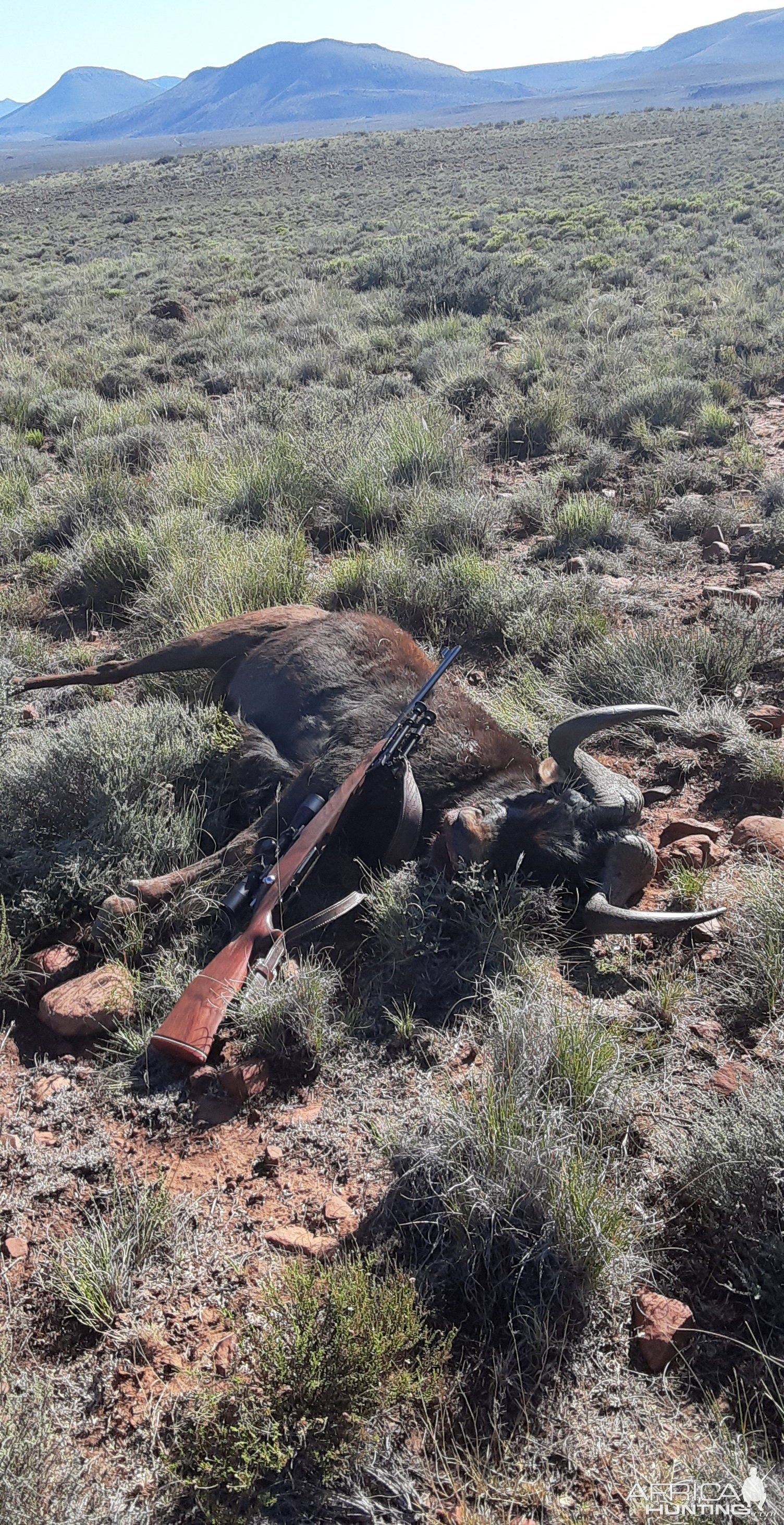 Black Wildebeest Hunt South Africa