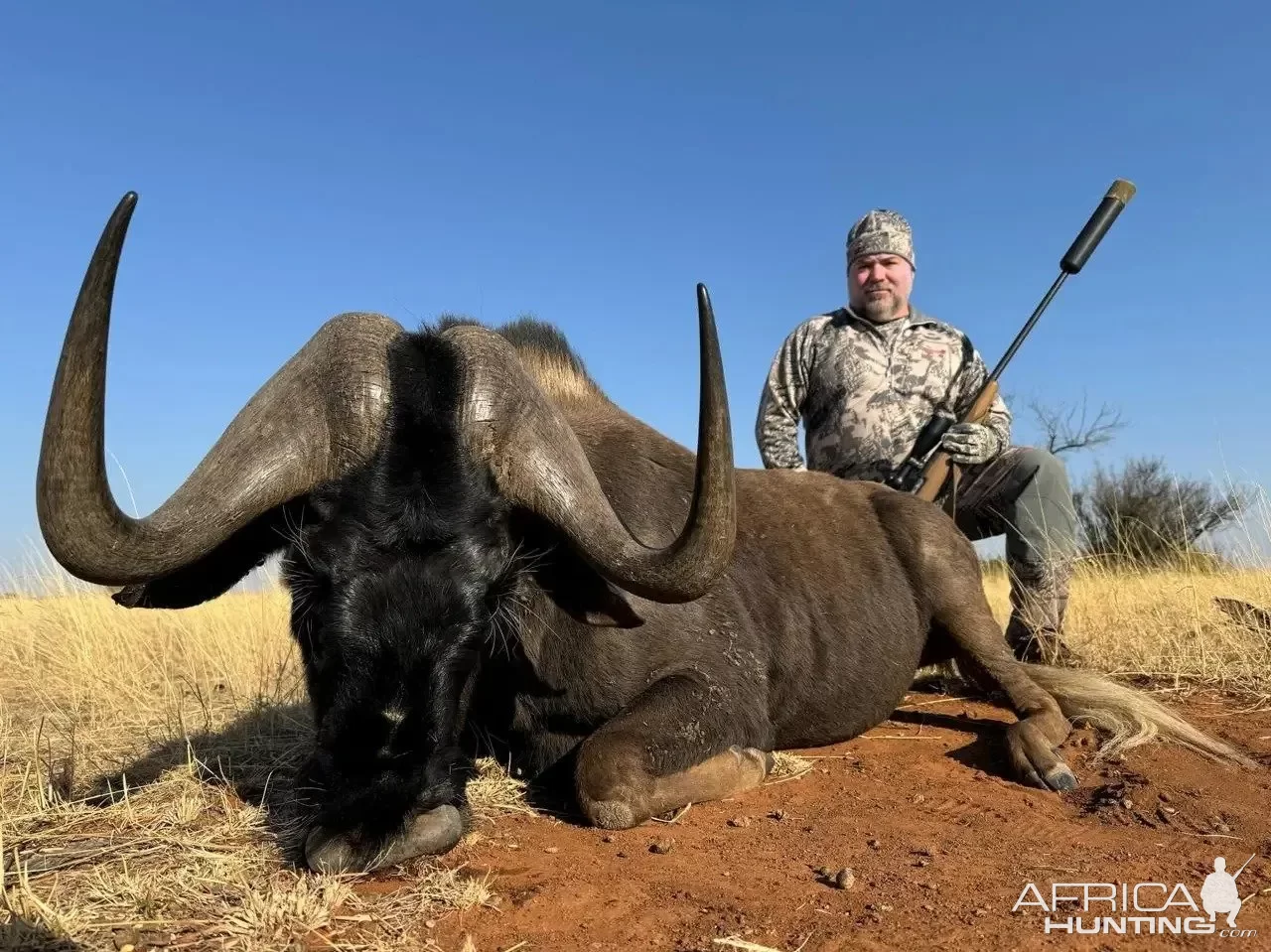 Black Wildebeest Hunt South Africa