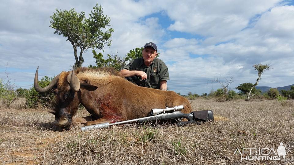 Black Wildebeest Hunt South Africa