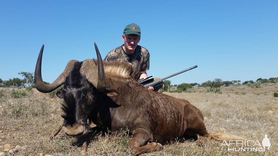 Black Wildebeest Hunt South Africa