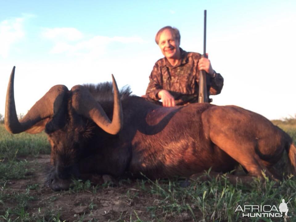 Black Wildebeest Hunt South Africa