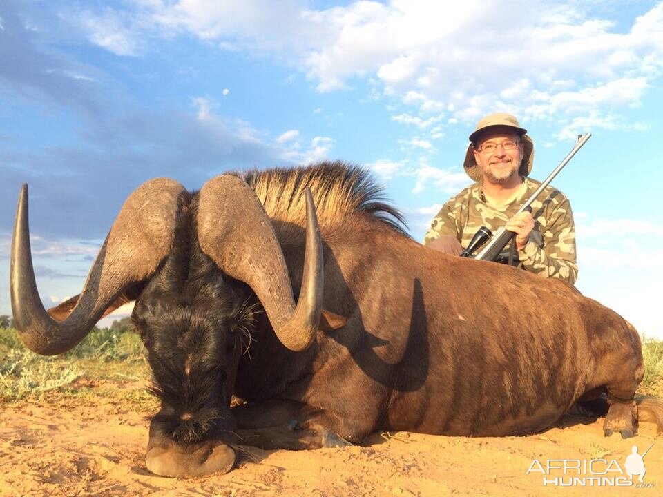 Black Wildebeest Hunt South Africa