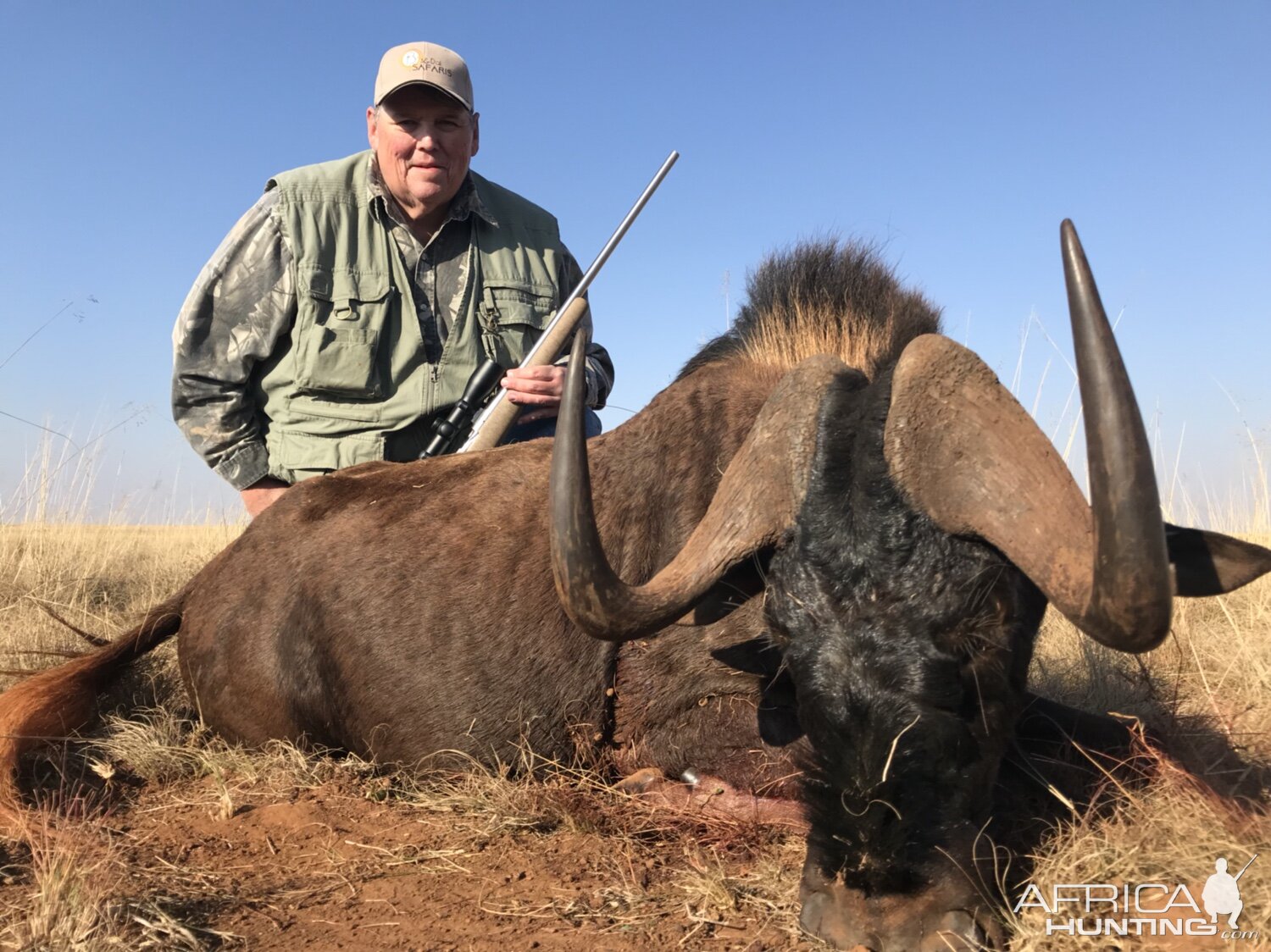 Black Wildebeest Hunt South Africa