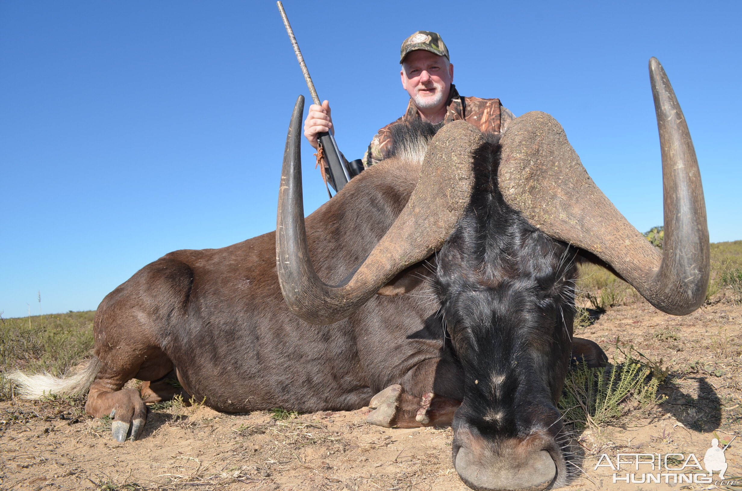 Black Wildebeest Hunt South Africa