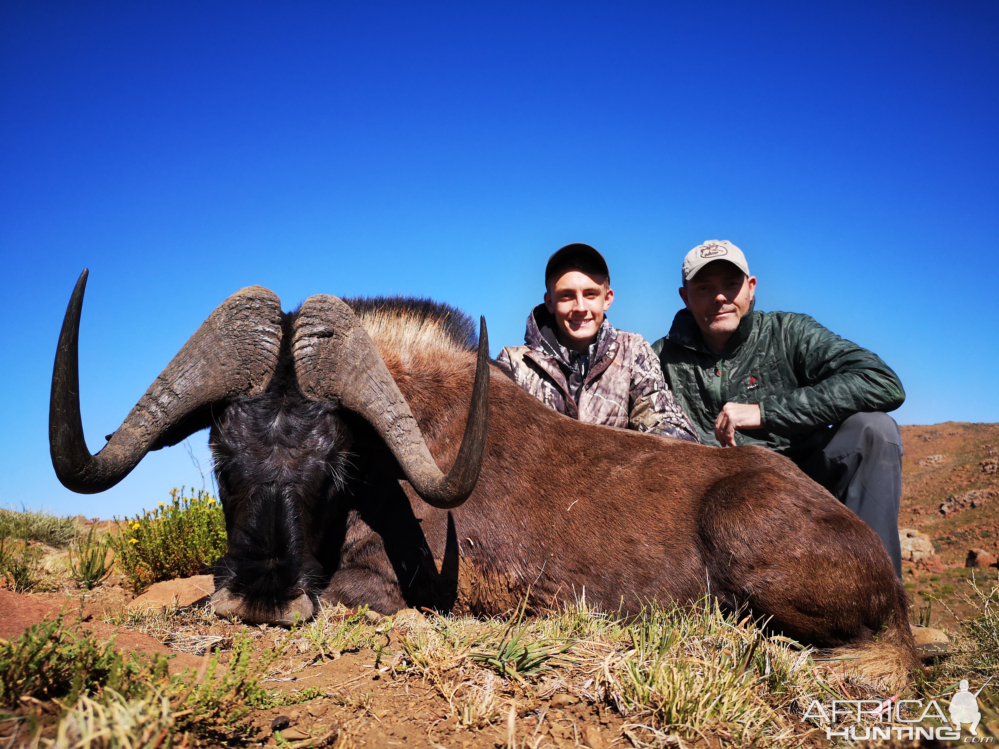 Black Wildebeest Hunt South Africa