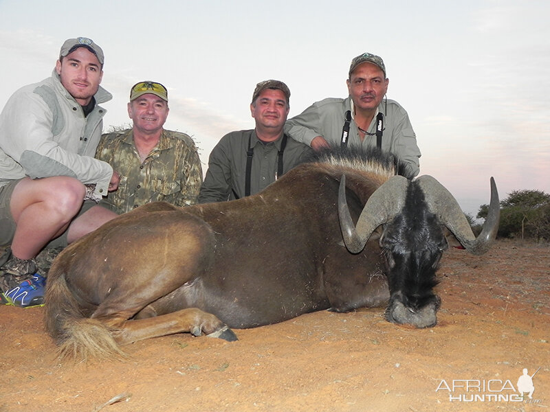 Black Wildebeest hunt with Wintershoek Johnny Vivier Safaris