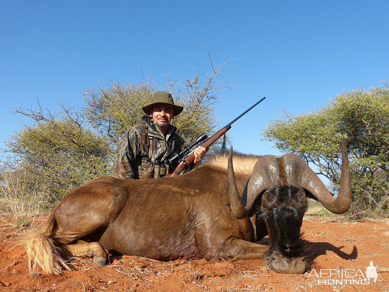 Black Wildebeest hunt with Wintershoek Johnny Vivier Safaris