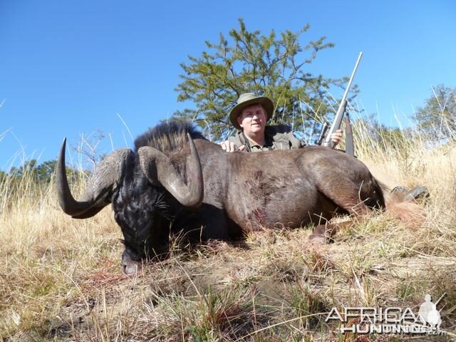 Black Wildebeest Hunted in South Africa