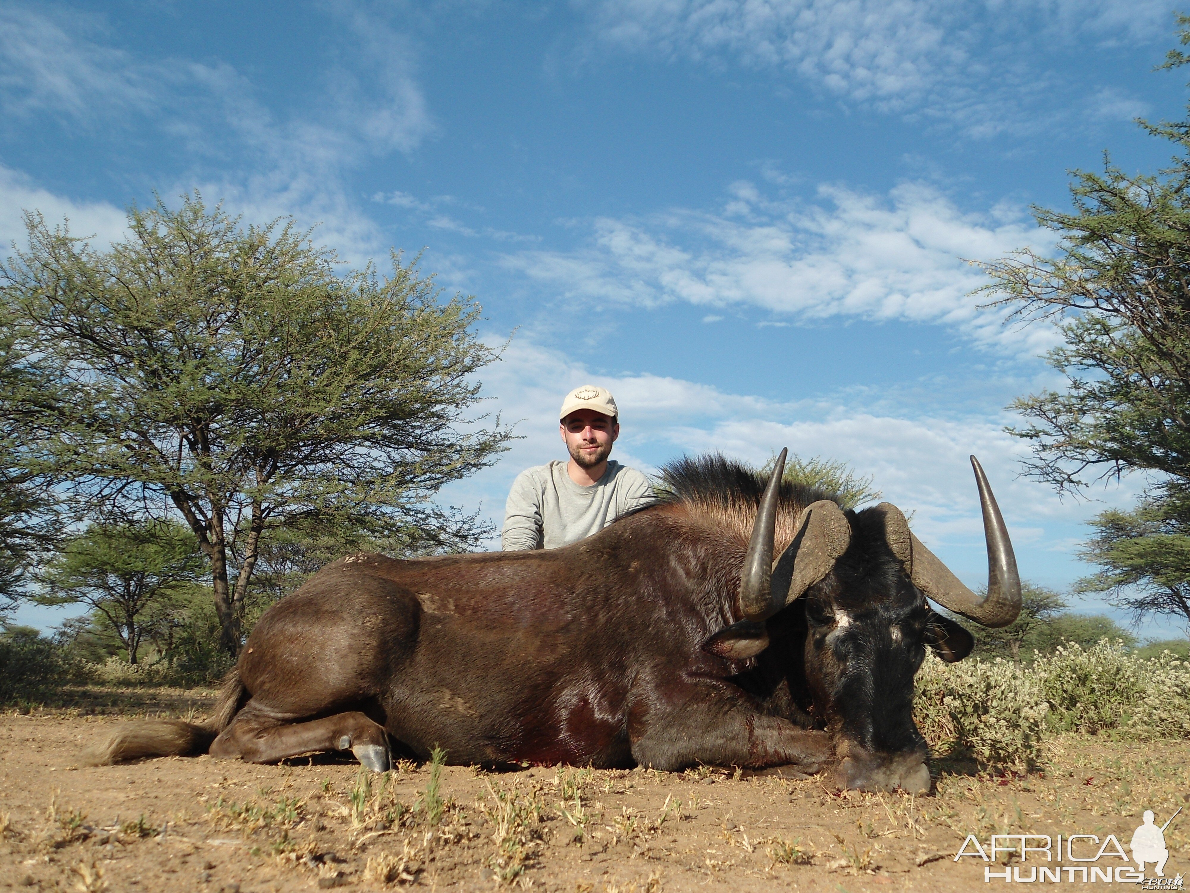 Black Wildebeest hunted with Ozondjahe Hunting Safaris in Namibia