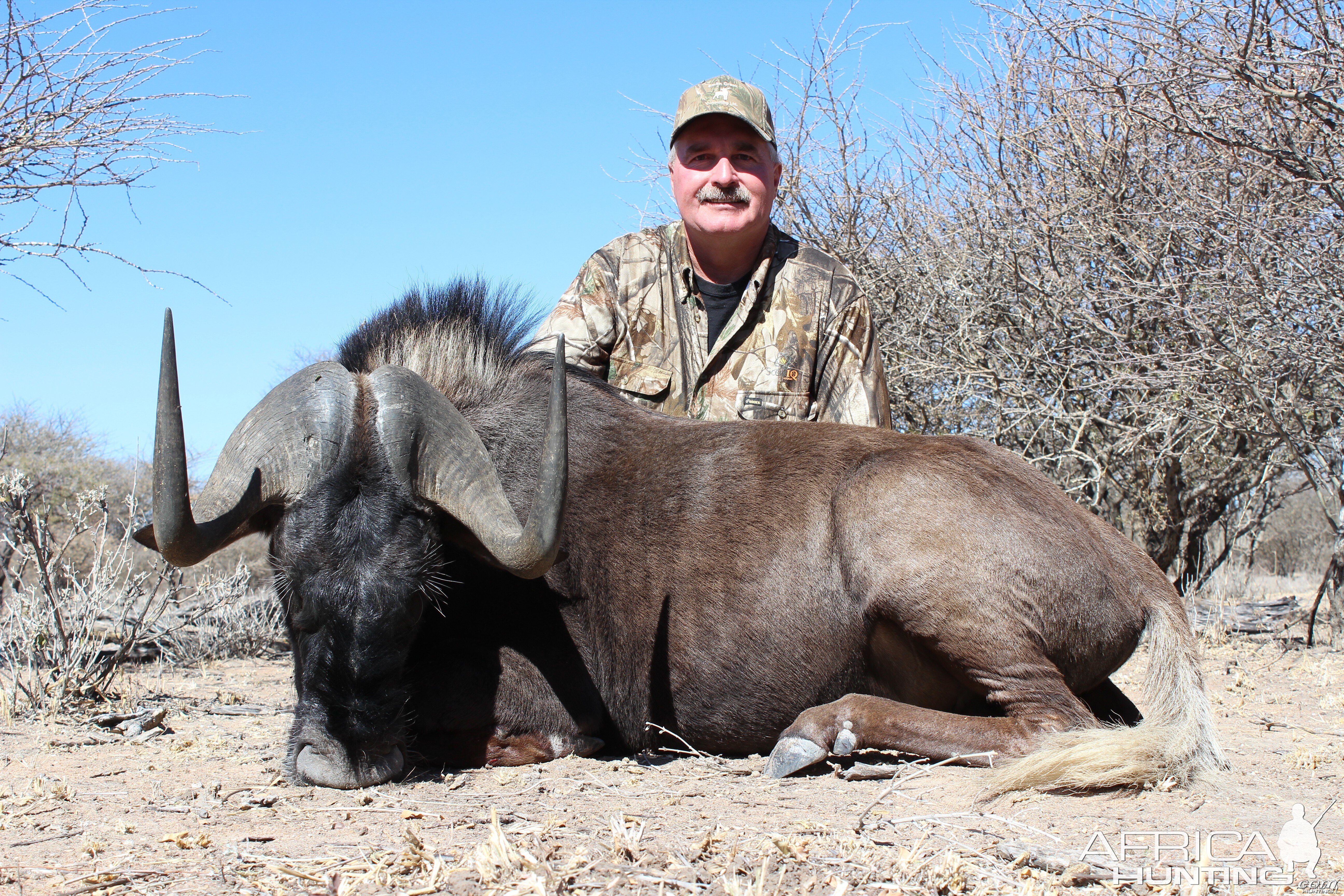 Black Wildebeest hunted with Ozondjahe Hunting Safaris in Namibia