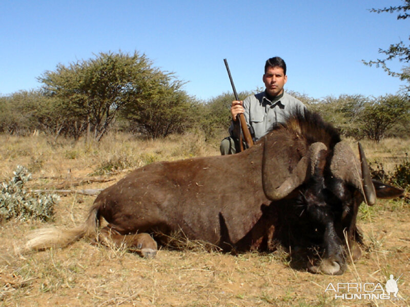 Black Wildebeest hunted with Ozondjahe Hunting Safaris in Namibia