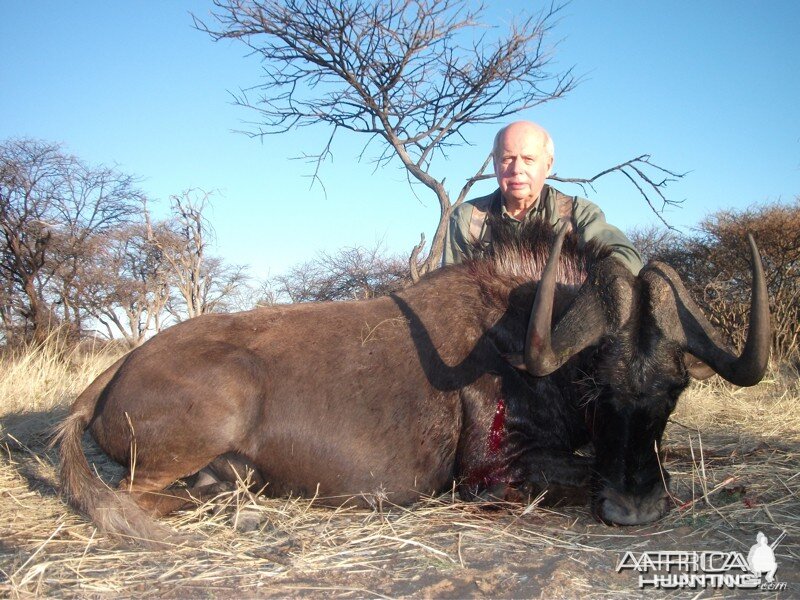 Black Wildebeest hunted with Ozondjahe Hunting Safaris in Namibia