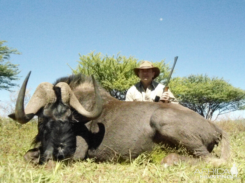 Black Wildebeest hunted with Ozondjahe Hunting Safaris in Namibia