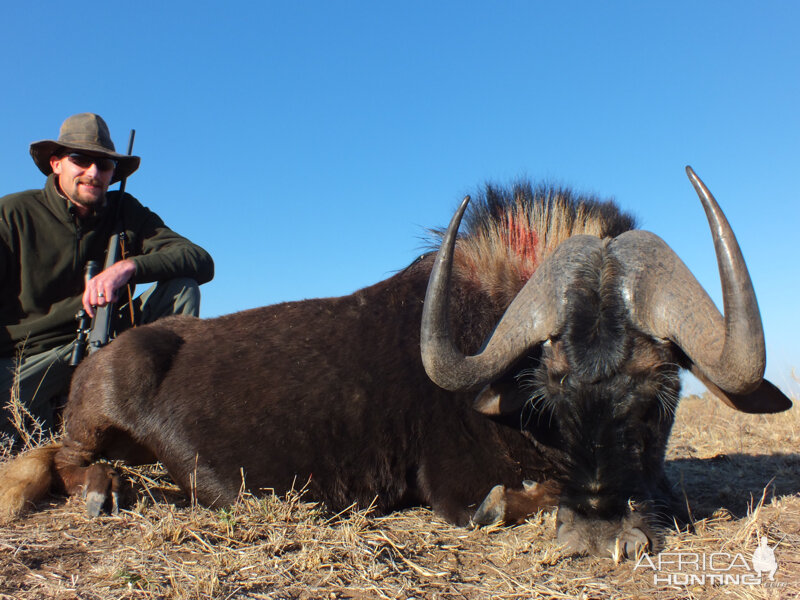 Black Wildebeest hunted with Ozondjahe Hunting Safaris in Namibia