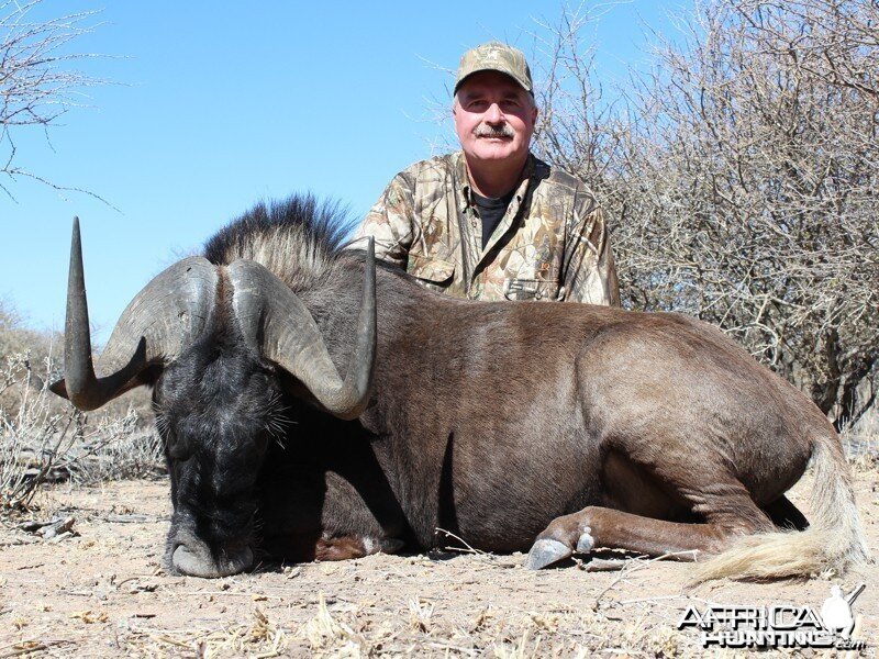 Black Wildebeest hunted with Ozondjahe Hunting Safaris in Namibia