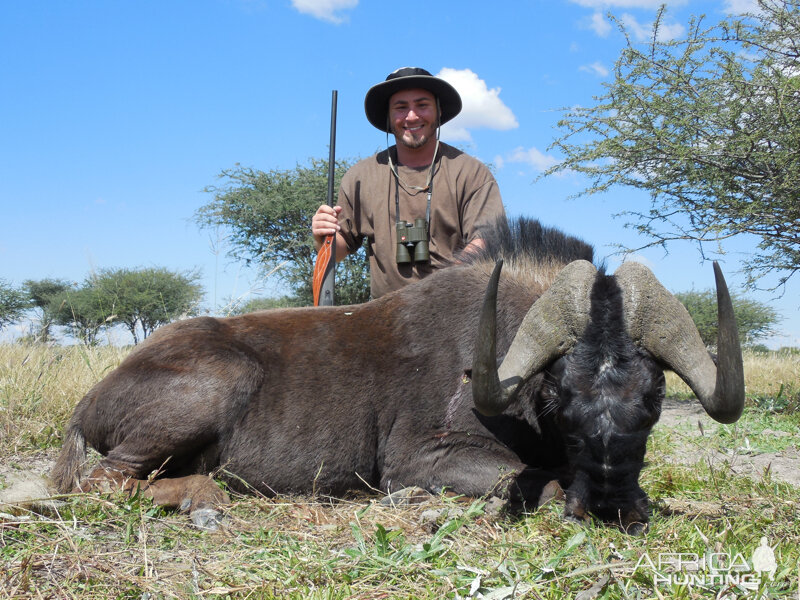 Black Wildebeest hunted with Ozondjahe Hunting Safaris in Namibia