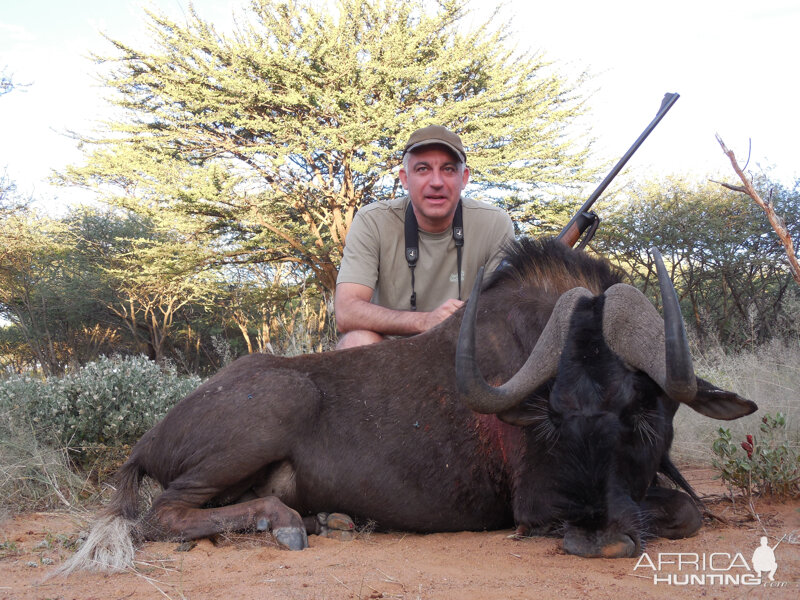 Black Wildebeest hunted with Ozondjahe Hunting Safaris in Namibia