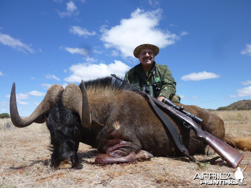 Black Wildebeest hunted with Wintershoek Johnny Vivier Safaris