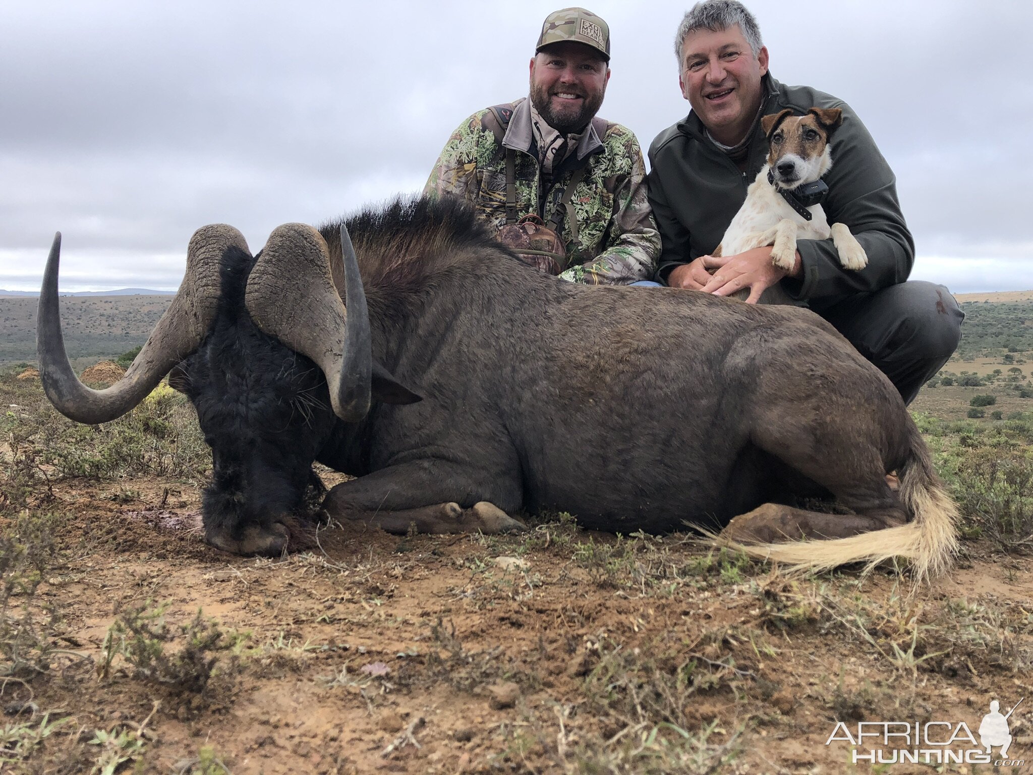 Black Wildebeest Hunting Eastern Cape South Africa