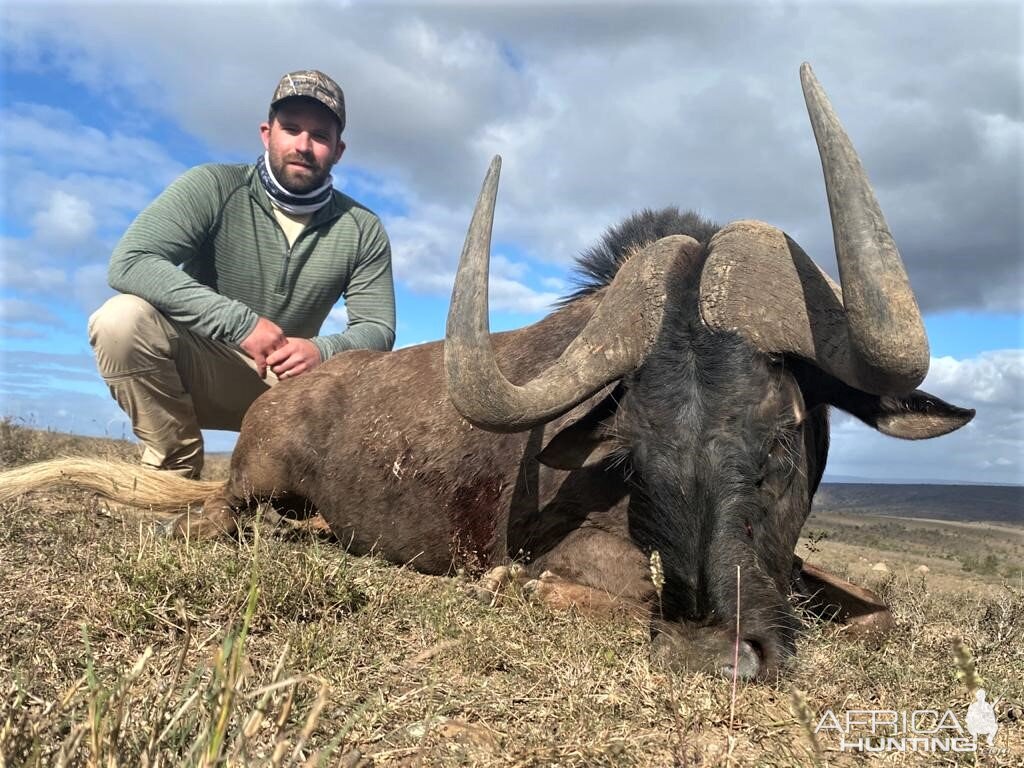 Black Wildebeest Hunting Eastern Cape South Africa