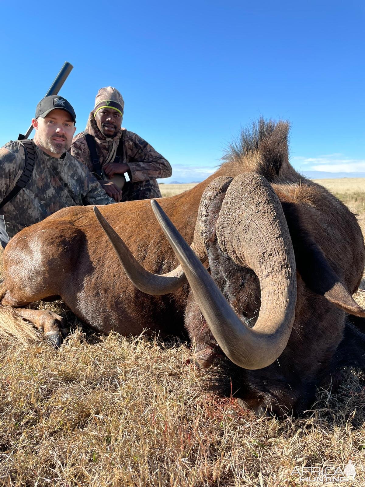 Black Wildebeest Hunting Eastern Cape South Africa