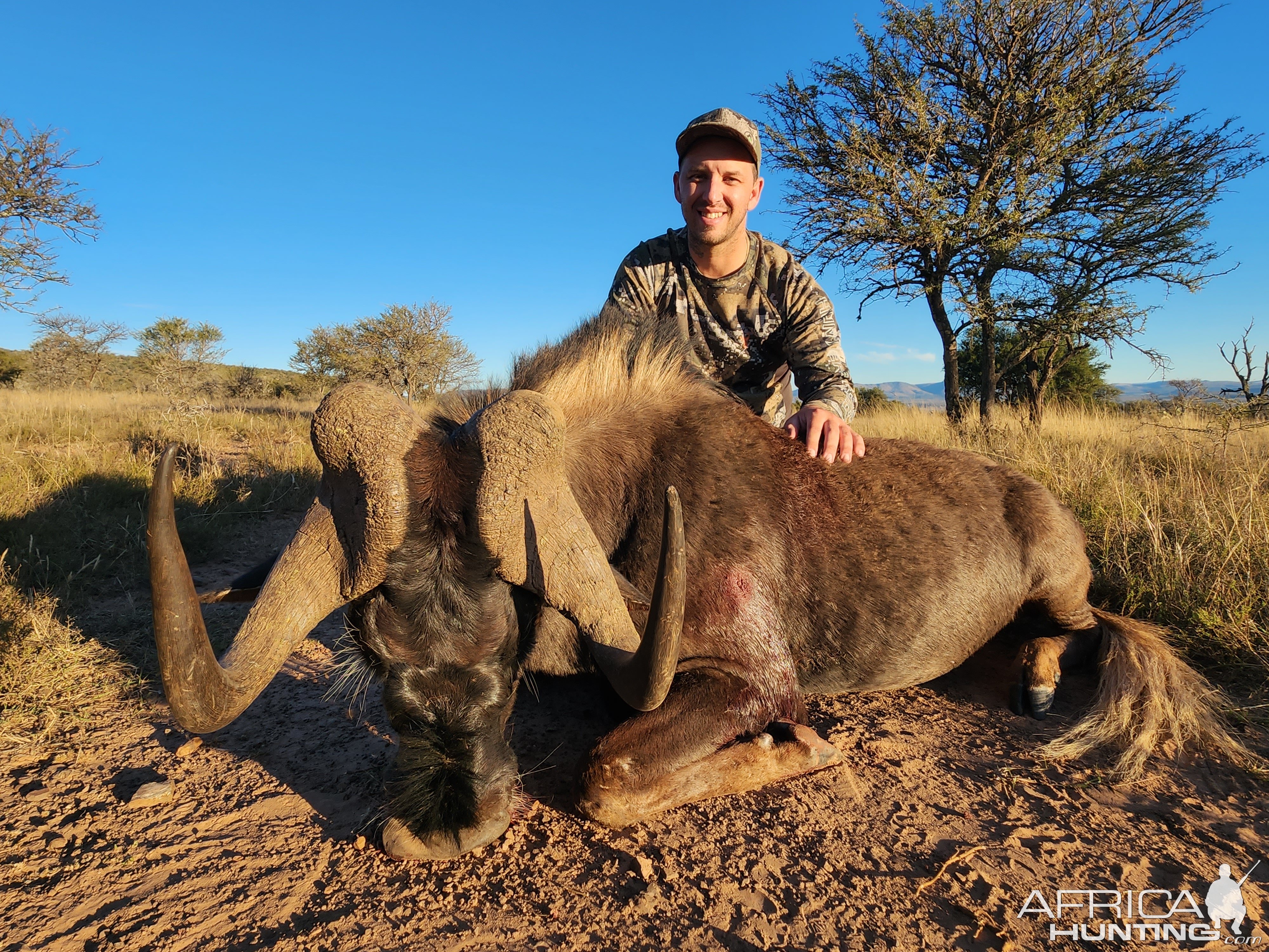 Black Wildebeest Hunting Eastern Cape South Africa