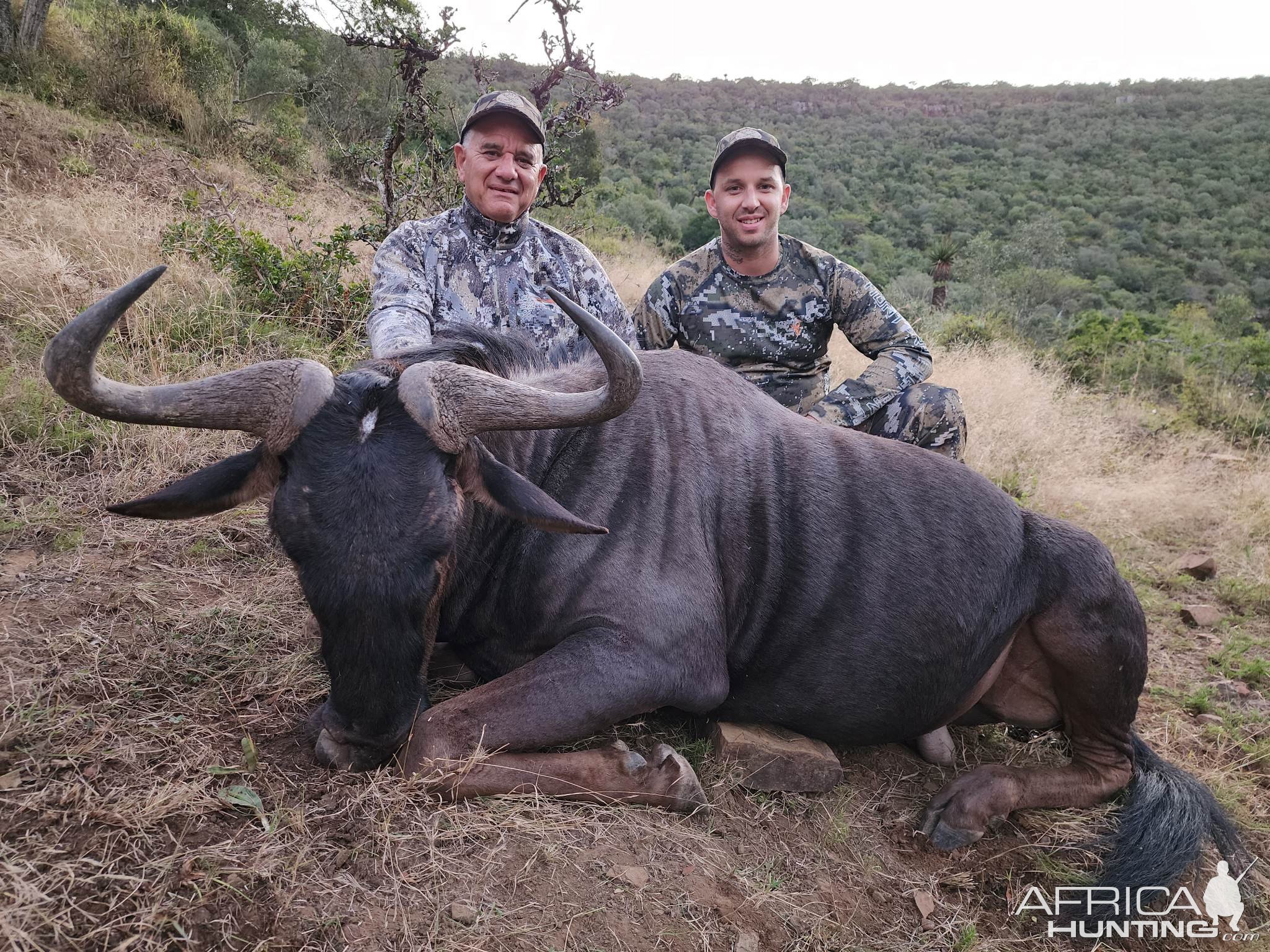 Black Wildebeest Hunting Eastern Cape South Africa